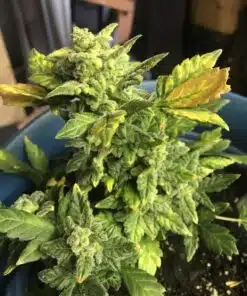Sour Girl Feminized Marijuana Seeds | Sour Girl Strain | The Seed Fair