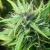South Indian Feminized Marijuana Seeds | South Indian Strain | The Seed Fair