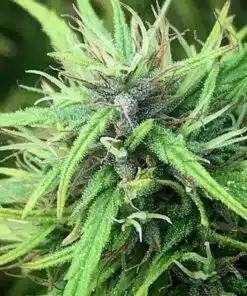South Indian Feminized Marijuana Seeds | South Indian Strain | The Seed Fair
