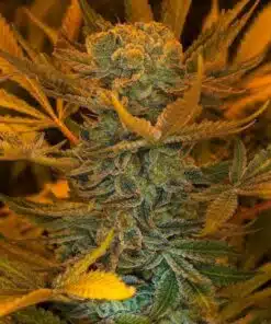 Space Bomb Feminized Marijuana Seeds | Space Bomb Strain | The Seed Fair