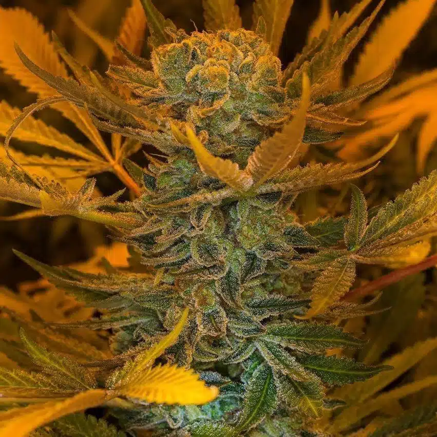 Space Bomb Feminized Marijuana Seeds | Space Bomb Strain | The Seed Fair