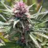 Space Candy Feminized Marijuana Seeds | Space Candy Strain | The Seed Fair