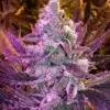 Space Queen Feminized Marijuana Seeds | Space Queen Strain | The Seed Fair