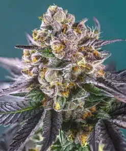 Strawberry Banana Feminized Marijuana Seeds | Strawberry Banana | The Seed Fair