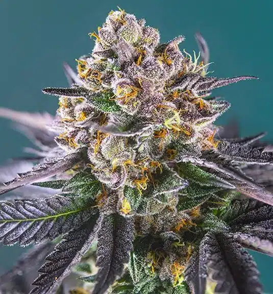 Strawberry Banana Feminized Marijuana Seeds | Strawberry Banana | The Seed Fair