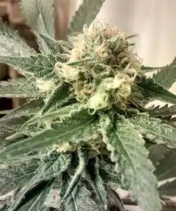 Strawberry Fields Feminized Marijuana Seeds | Strawberry Fields Strain | The Seed Fair