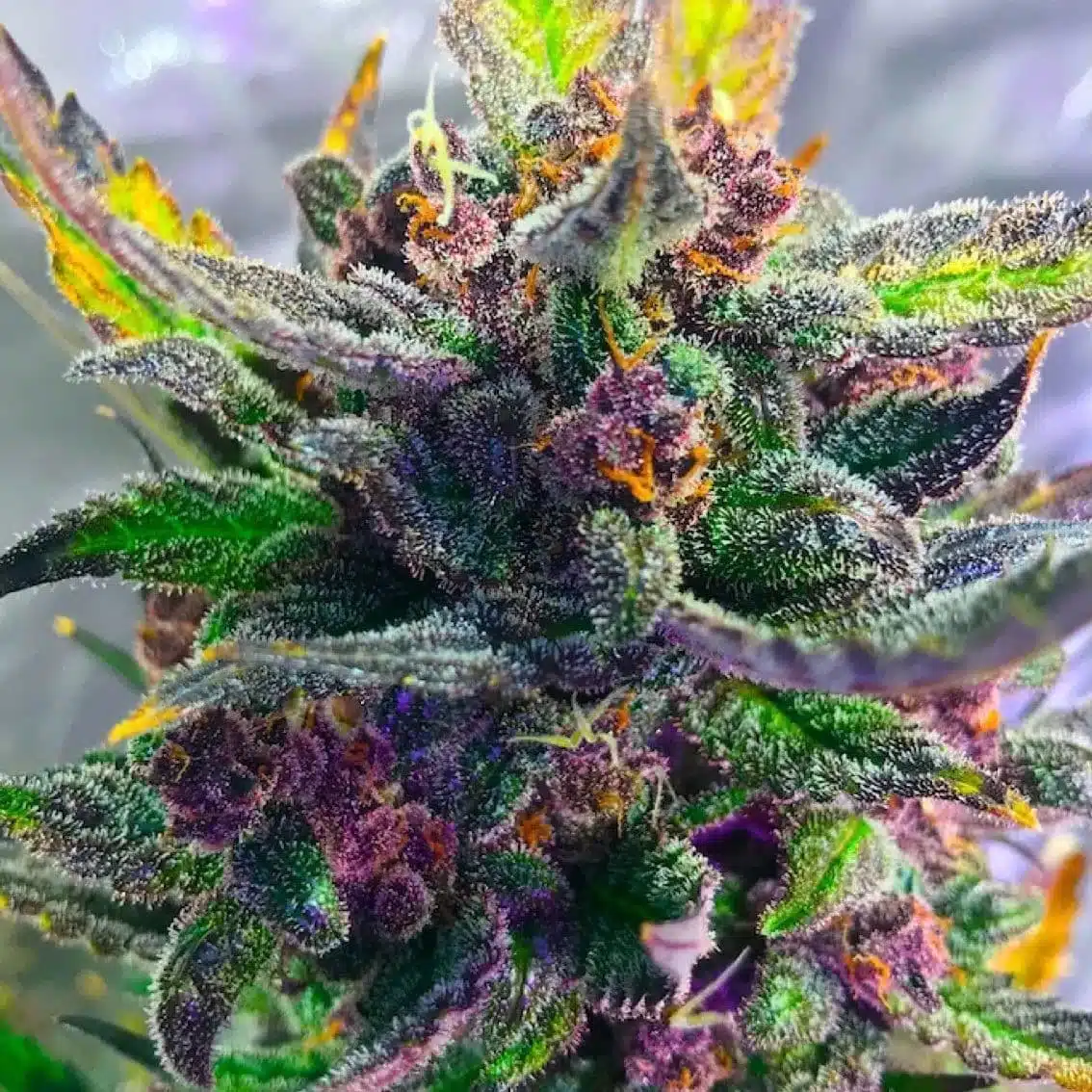 Strawberry Milkshake Feminized Marijuana Seeds | Strawberry Milkshake Strain | The Seed Fair