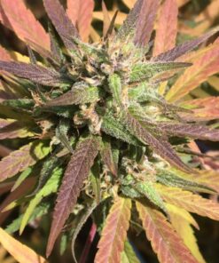 Sugar Cookie Feminized Marijuana Seeds | Sugar Cookie Strain | The Seed Fair