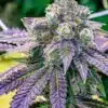 Sundae Driver Feminized Marijuana Seeds | Sundae Driver Strain | The Seed Fair