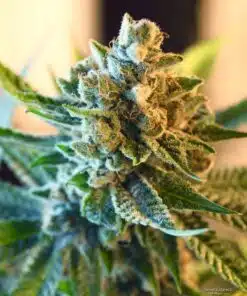 Sweet Lafayette Feminized Marijuana Seeds | Sweet Lafayette Strain | The Seed Fair
