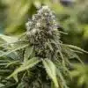 Tangilope Feminized Marijuana Seeds | Tangilope Feminized Strain | The Seed Fair