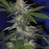 The Hog Feminized Marijuana Seeds | The Hog Strain | The Seed Fair