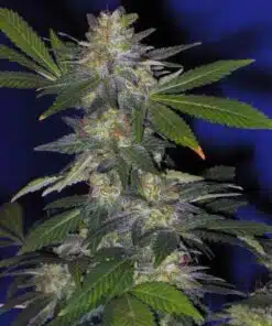 The Hog Feminized Marijuana Seeds | The Hog Strain | The Seed Fair
