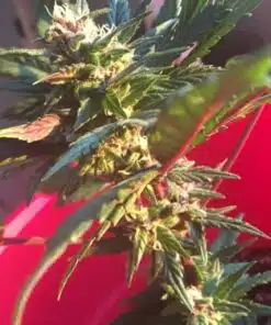 Trash Feminized Marijuana Seeds | Trash Feminized Seeds | The Seed Fair