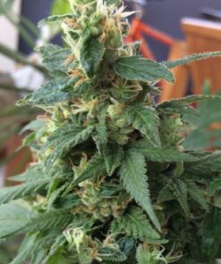 Tutankhamon Feminized Marijuana Seeds | Tutankhamon Feminized Strain | The Seed Fair
