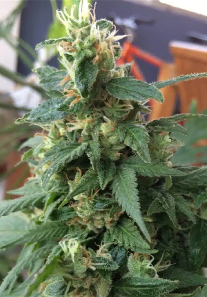 Tutankhamon Feminized Marijuana Seeds | Tutankhamon Feminized Strain | The Seed Fair