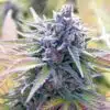 Venom OG Feminized Marijuana Seeds | Venom OG Strain | The Seed Fair