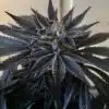 Vietnamese Black Feminized Cannabis Seeds | Vietnamese Black Strain | The Seed Fair