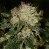 Vortex Feminized Marijuana Seeds | Vortex Feminized Strain | The Seed Fair