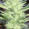 White Kryptonite Feminized Marijuana Seeds | White Kryptonite Strain | The Seed Fair