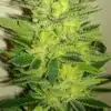 Woody Kush Feminized Marijuana Seeds | Woody Kush Strain | The Seed Fair