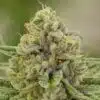 X-Wing Feminized Marijuana Seeds | X-Wing Feminized Strain | The Seed Fair