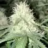 Aurora Borealis Autoflowering Feminized Marijuana Seeds | Aurora | The Seed Fair