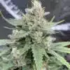 J1 Feminized Marijuana Seeds | J1 Feminized Strain | The Seed Fair