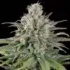 UK Cheese Feminized Marijuana Seeds | UK Cheese Strain | The Seed Fair