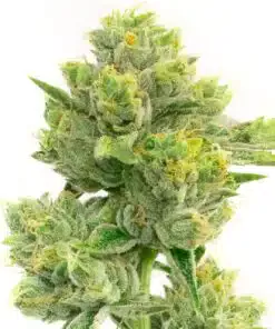 Afghan Hawaiian Autoflowering Feminized Marijuana Seeds | Afghan Strain | The Seed Fair