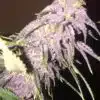 Afghani Bullrider AutoFlowering Marijuana Seeds | Afghani Bullrider Strain | The Seed Fair