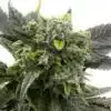 Auto OG Cheese Autoflowering Marijuana Seeds | Auto OG Cheese Strain | The Seed Fair