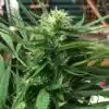 Bakerstreet Autoflowering Feminized Marijuana Seeds | Bakerstreet Strain | The Seed Fair