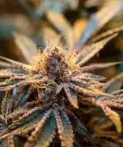 Black Mamba Autoflowering Feminized Marijuana Seeds | Black Mamba | The Seed Fair