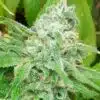 Dutch Dragon Feminized Marijuana Seeds | Dutch Dragon Strain | The Seed Fair
