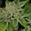 Face Off OG Feminized Marijuana Seeds | Face Off OG Strain | The Seed Fair