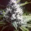 Go Time Feminized Marijuana Seeds | Go Time Strain | The Seed Fair