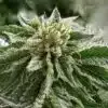 Grand Hindu Feminized Marijuana Seeds | Grand Hindu Strain | The Seed Fair