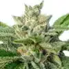 I-95 Feminized Marijuana Seeds | I-95 Feminized Strain | The Seed Fair