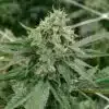 Jane Doe Feminized Marijuana Seeds | Jane Doe Strain | The Seed Fair