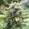 King Kong Feminized Marijuana Seeds | King Kong Strain | The Seed Fair