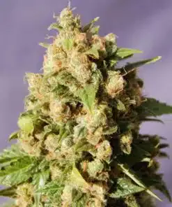 Kiss Feminized Marijuana Seeds | Kiss Feminized Strain | The Seed Fair
