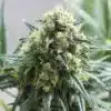 Kiwiskunk Feminized Marijuana Seeds | Kiwiskunk Feminized Strain | The Seed Fair