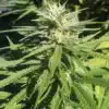 Lamborghini Feminized Marijuana Seeds | Lamborghini Feminized Strain | The Seed Fair