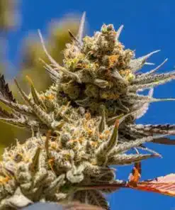 Magic Beans OG Feminized Marijuana Seeds | Magic Beans OG Strain | The Seed Fair