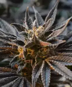 Mother’s Helper Feminized Marijuana Seeds | Mother's Helper Strain | The Seed Fair