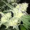 Ms. Universe Feminized Marijuana Seeds | Ms. Universe Strain | The Seed Fair