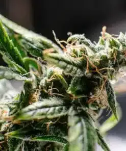 Paris OG Feminized Marijuana Seeds | Paris OG Strain