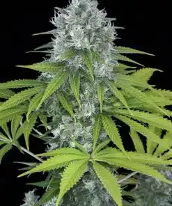 Power Kush Feminized Marijuana Seeds | Power Kush Strain | The Seed Fair