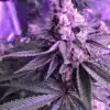 Purple Star Killer Feminized Cannabis Seeds | Purple Star Killer Strain | The Seed Fair
